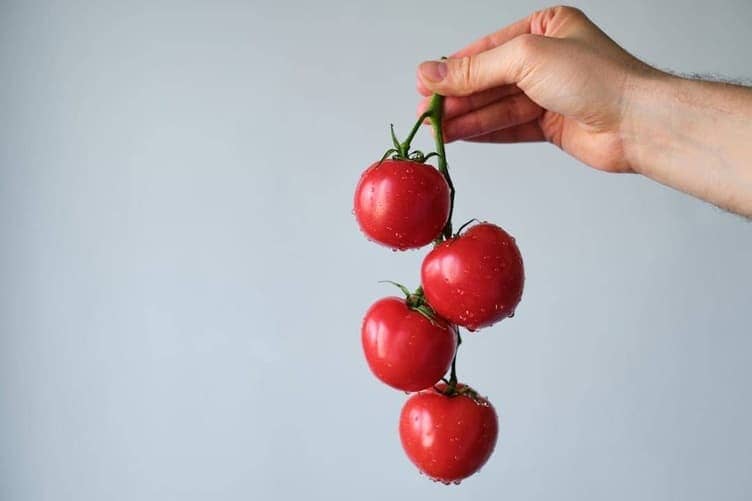 Hand picking a ripe red tomato from a vine